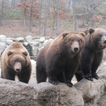 ZOO Brno, Rozsvícení ván. stromku, 1.12.2013